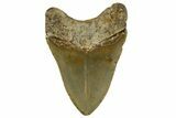 Fossil Megalodon Tooth - North Carolina #328251-2